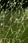 Dixie stitchwort